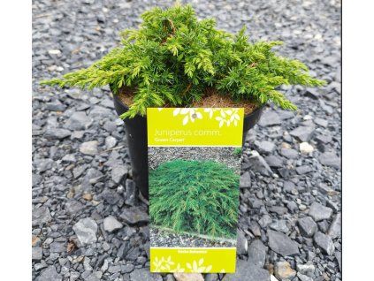 JUNIPERUS COMMUNIS 'GREEN CARPET' arbo