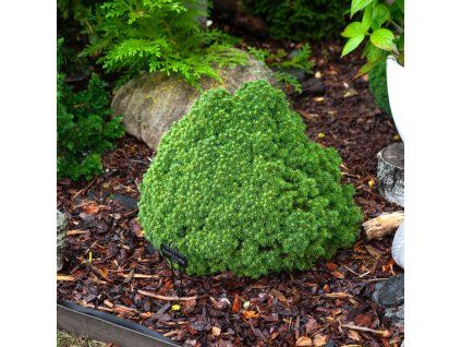 PICEA GLAUCA 'ALBERTA GLOBE ist