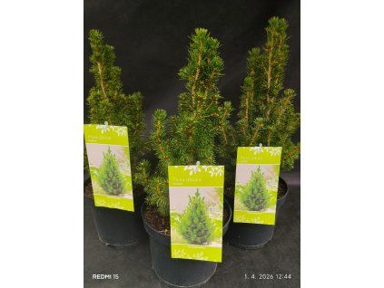 PICEA GLAUCA 'CONICA' 12,20