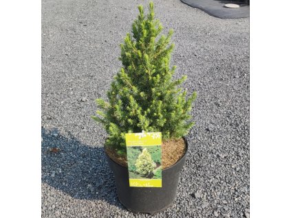 PICEA GLAUCA 'J.W. DAISY'S WHITE' ARBO