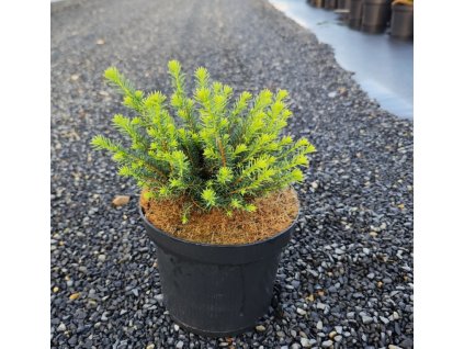 PICEA OMORIKA 'KAREL' ARBO