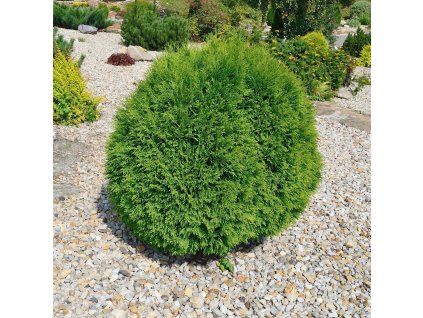 THUJA OCCIDENTALIS 'DANICA' ist