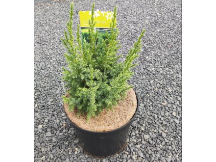 JUNIPERUS PINGII 'LODERI' ARBO