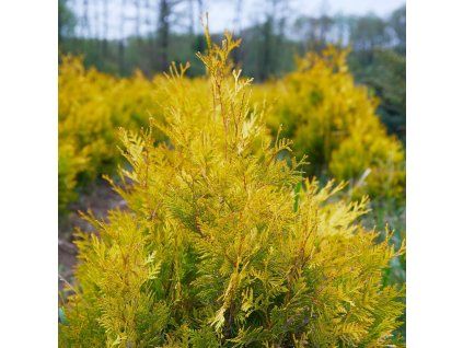 THUJA OCCIDENTALIS 'RHEINGOLD ist