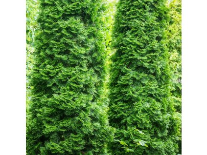 THUJA OCCIDENTALIS 'SMARAGD' IST