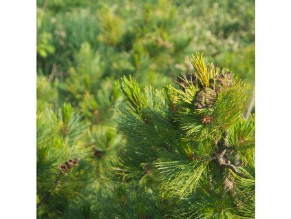 PINUS CEMBRA ist