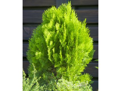 THUJA OCCIDENTALIS 'Pyramidalis Aurea´ shutt