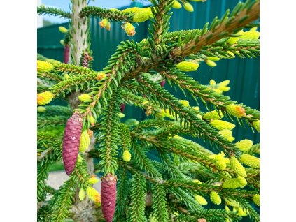 PICEA ORIENTALIS 'AUREOSPICATA' IST
