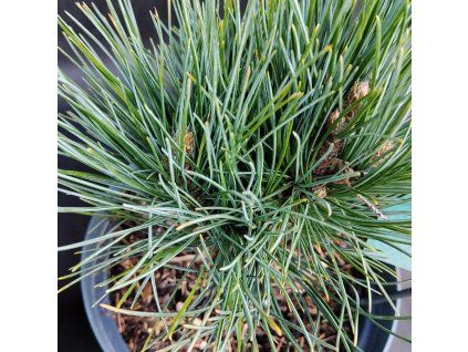 PINUS CEMBRA 'GLAUCA' kak