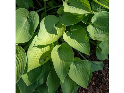 HOSTA 'GOLD EDGER' (FUNKIA)_istock