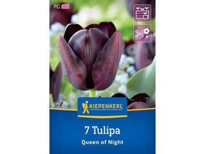 TULIPA 'QUEEN OF NIGHT' (TULIPÁN)_istock
