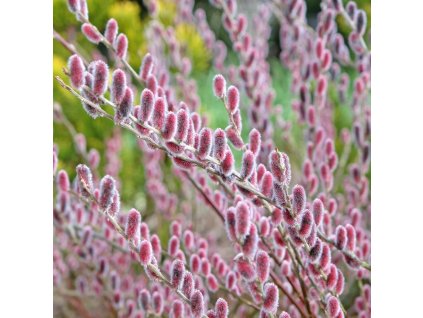 SALIX 'MOUNT ASO' IST1