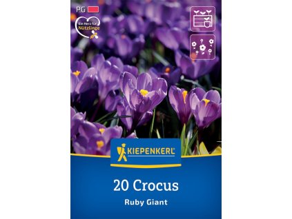 CROCUS 'RUBY GIANT' (KROKUS)
