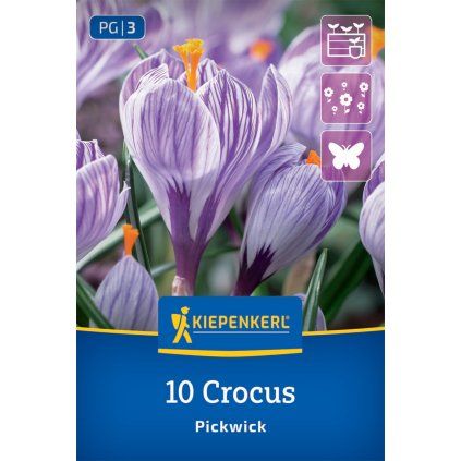 CROCUS VERNUS 'PICKWICK' _nebelung