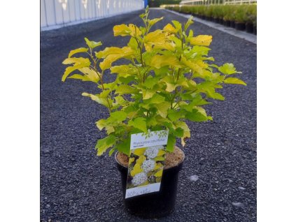 PHYSOCARPUS OPULIFOLIUS 'DART'S GOLD ARBO