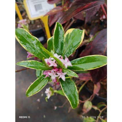 DAPHNE ODORA 'AUREOMARGINATA' kak