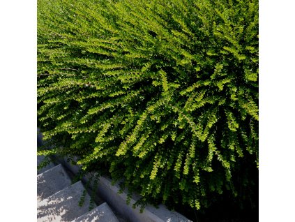LONICERA NITIDA 'ELEGANT'_ist1
