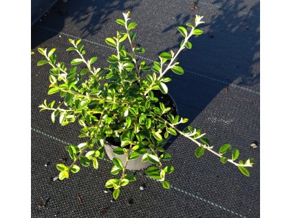 COTONEASTER 'SKOGHOLM' ARBO