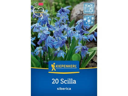 SCILLA SIBERICA (SCILA SIBÍRSKA)