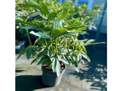 RHODODENDRON 'MIDNIGHT'_kak