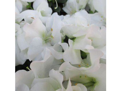 AZALEA ENCORE® 'AUTUMN MOONSTRUCK' IST