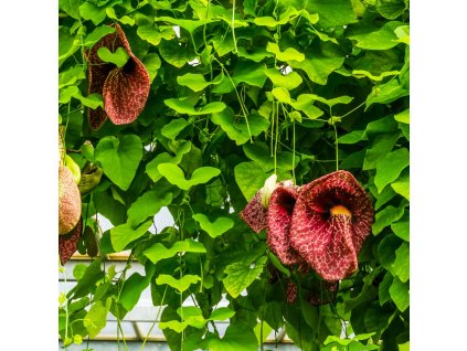 ARISTOLOCHIA MACROPHYLLA IST3