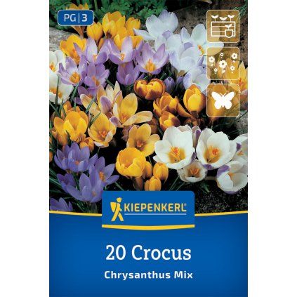 MEGA PACK CROCUS CHRYSANTHUS 'MIX' _nebelung