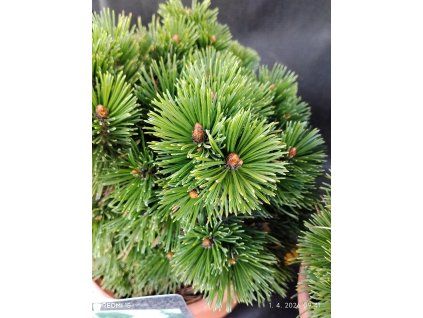 PINUS HELDREICHII 'SCHMIDTII' kak