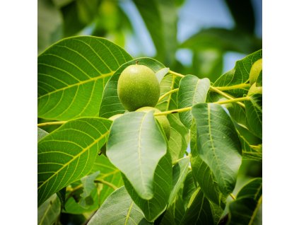 JUGLANS REGIA 'JUPITER' (ORECH KRÁĽOVSKÝ)_istock