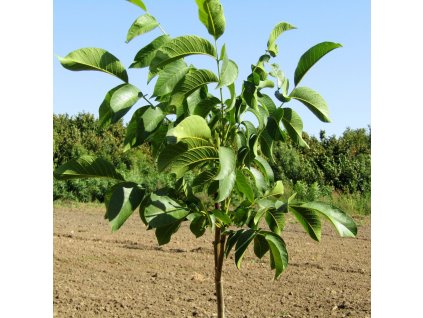 JUGLANS REGIA 'SATURN' (ORECH KRÁĽOVSKÝ)