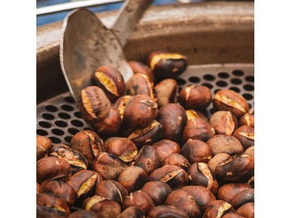 CASTANEA SATIVA 'VOLOU' (GAŠTAN JEDLÝ)_istock