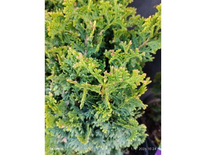THUJA OCCIDENTALIS 'ZMATLIK' kak