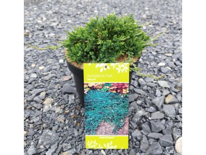 JUNIPERUS HORIZONTALIS 'WILTONII' ARBO