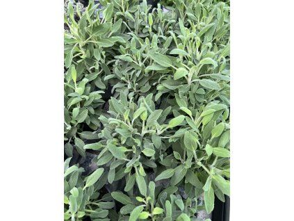 ROSMARINUS OFFICINALIS_kak