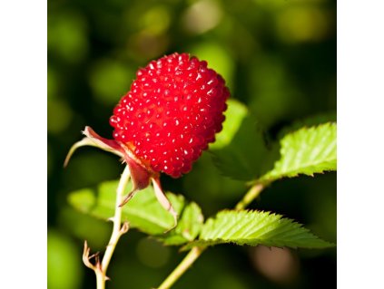 RUBUS ILLECEBROSUS (MALINOJAHODA)_istock