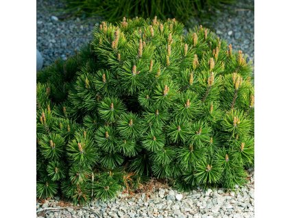 PINUS MUGO 'PUMILIO' IST2