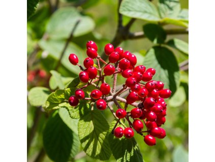 VIBURNUM LANTANA IST1