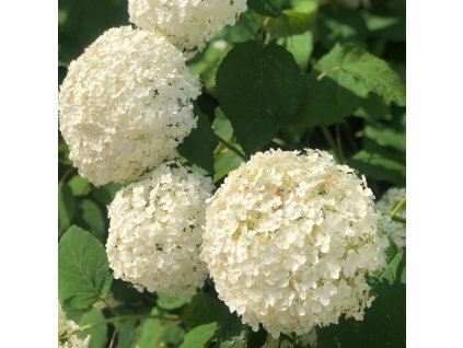 Hydrangea arb. 'Annabelle'_ist1