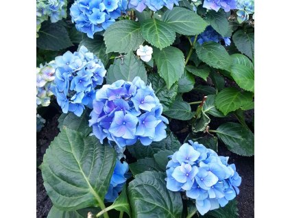 HYDRANGEA MACROPHYLLA 'BELA'_ist