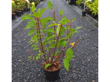 HYDRANGEA PANICULATA 'CANDLELIGHT' arbo