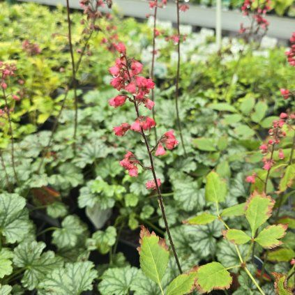 HEUCHERA 'PARIS' KAK2