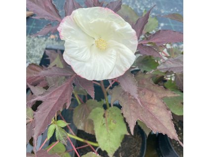 HIBISCUS MOSCHEUTOS 'COOKIE AND CREAM'&-kak