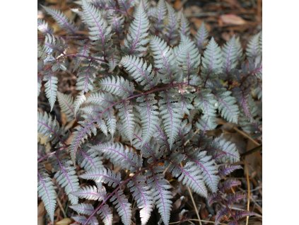 ATHYRIUM NIPONICUM 'BURGUNDY LACE IST