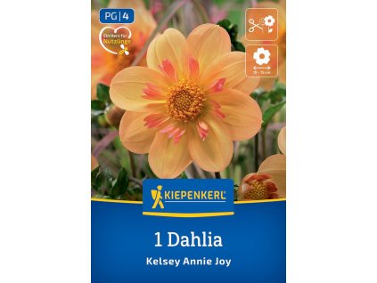 DAHLIA 'KELSEY ANNIE JOY' Bruno