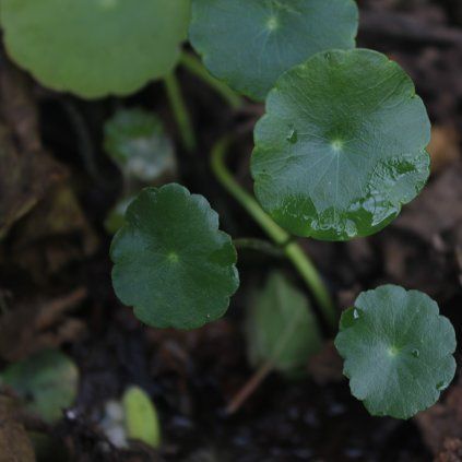 HYDROCOTYLE VULGARIS shut