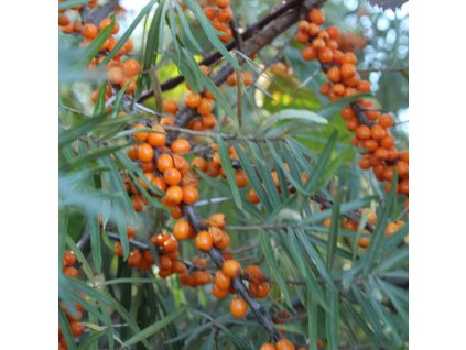 HIPPOPHAE RHAMNOIDES 'ALTAJSKÁ' ist