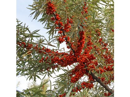 HIPPOPHAE RHAMNOIDES 'PERČÍK' ist