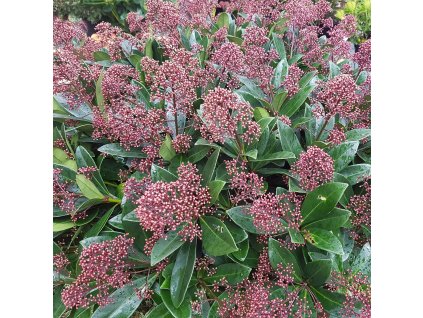 SKIMMIA JAPONICA_istock