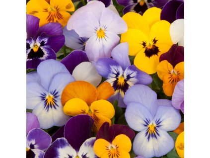 VIOLA_istock