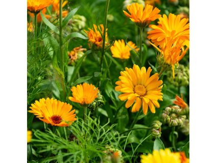 CALENDULA OFFICINALIS (NECHTÍK LEKÁRSKY)_istock